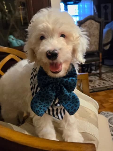 Our white Bernedoodle puppy wearing a blue bow
